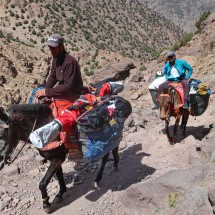 Other mules have to carry much more, ...